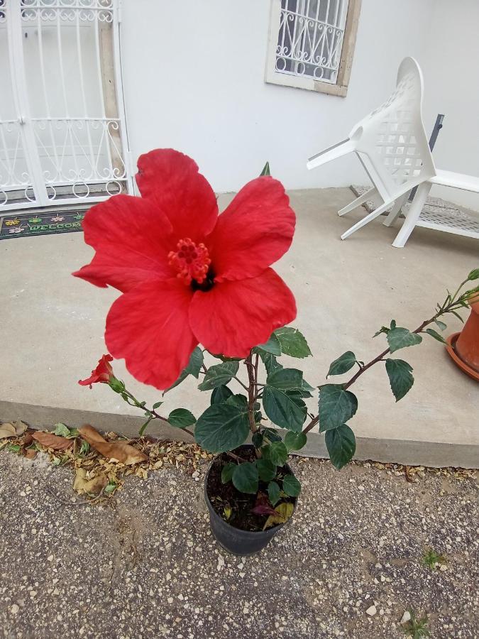 Hibiscus Siracusa Syrakuzy Zewnętrze zdjęcie